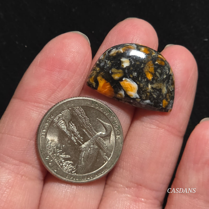Spondylus Night Composite Cabochon