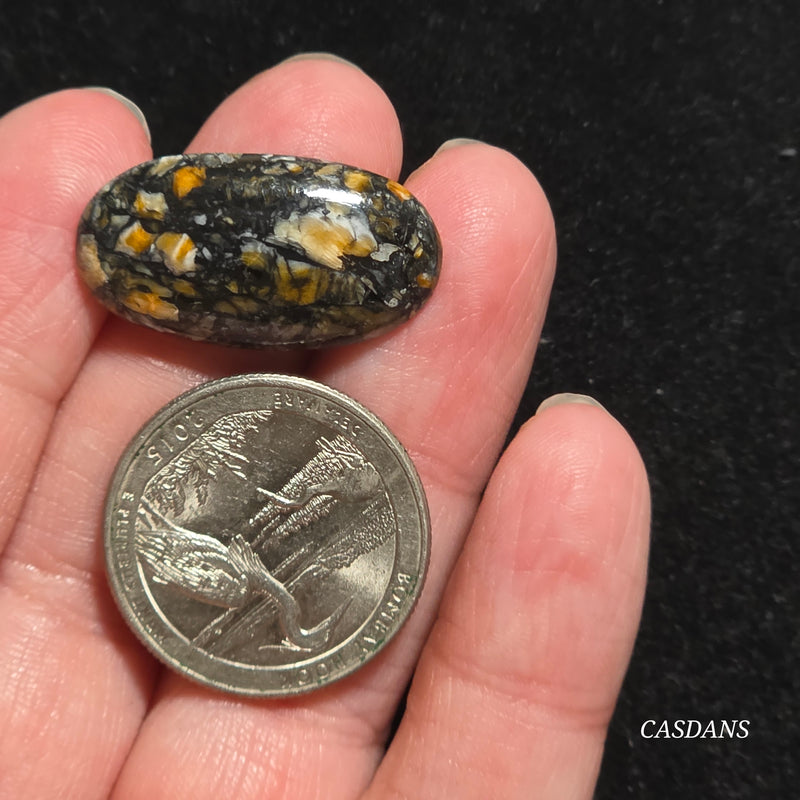 Spondylus Night Composite Cabochon
