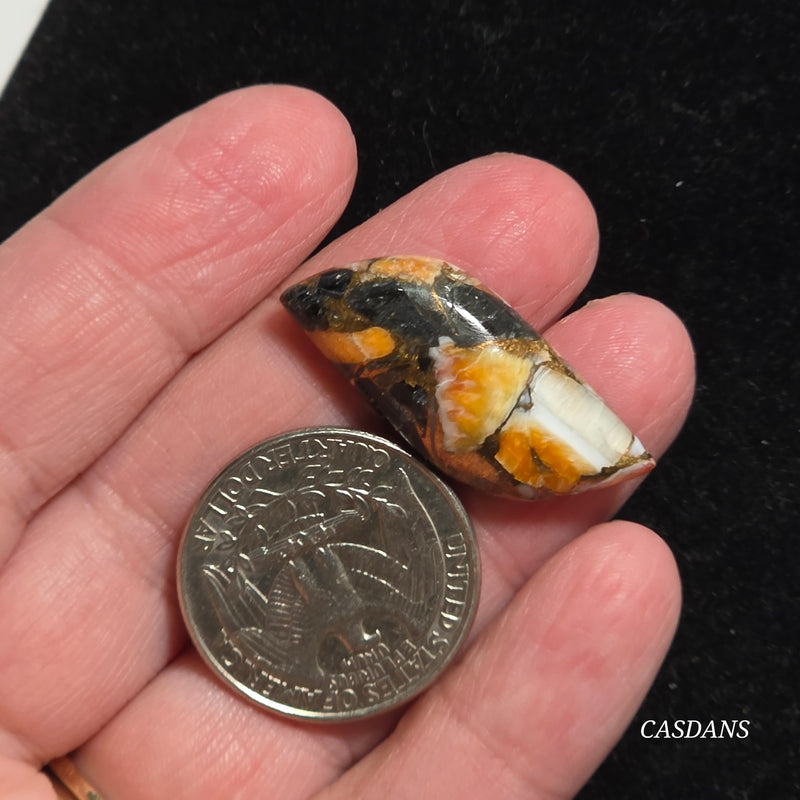 Spiny Oyster Obsidian Bronze Composite Cabochon