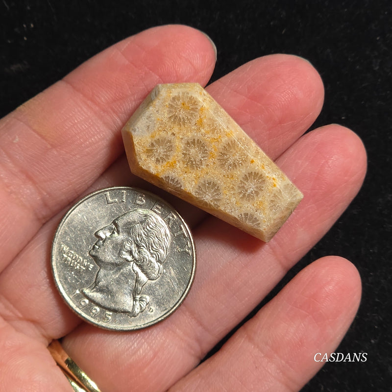 Coral Fossil Coffin