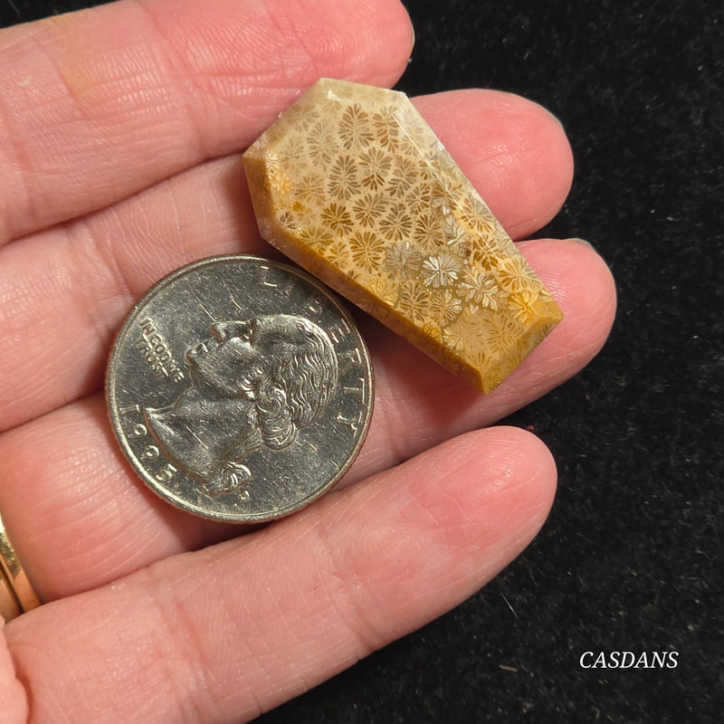 Coral Fossil Coffin