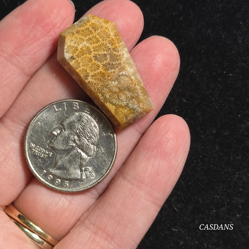 Coral Fossil Coffin