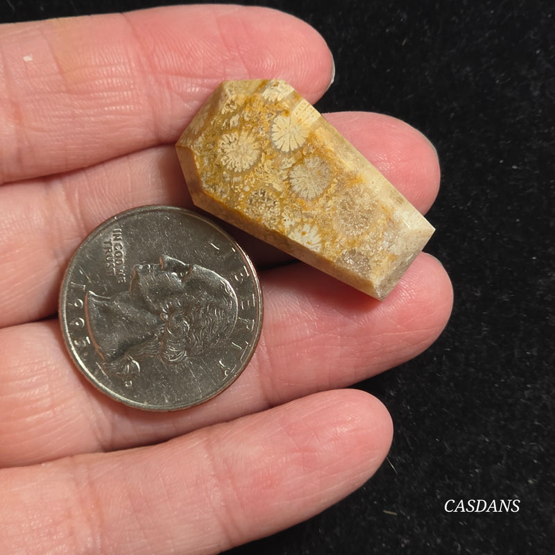 Coral Fossil Coffin