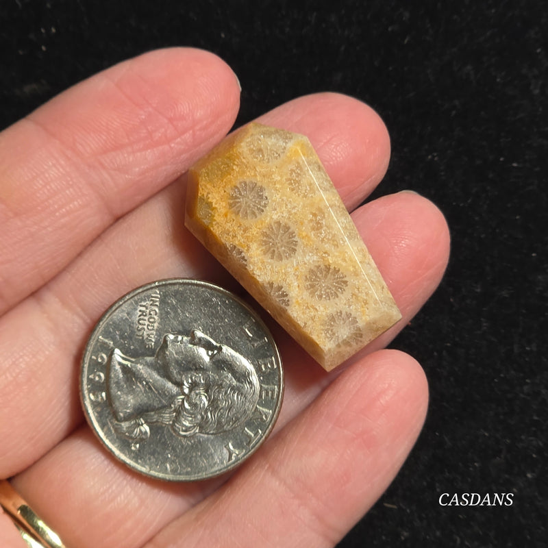 Coral Fossil Coffin