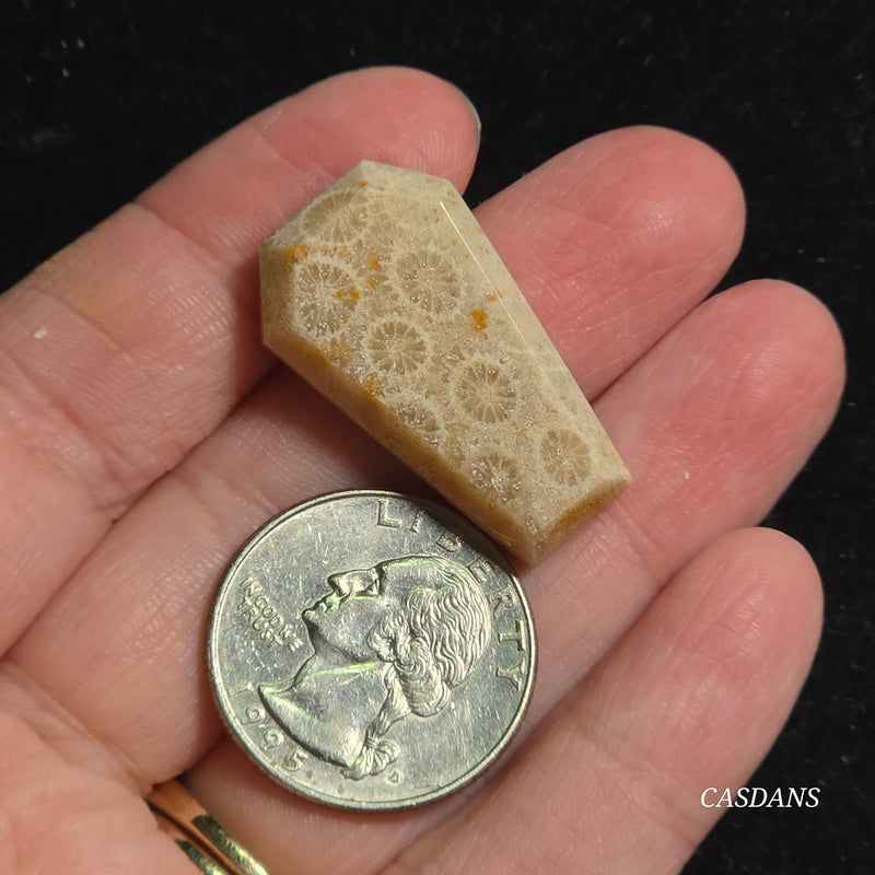Coral Fossil Coffin