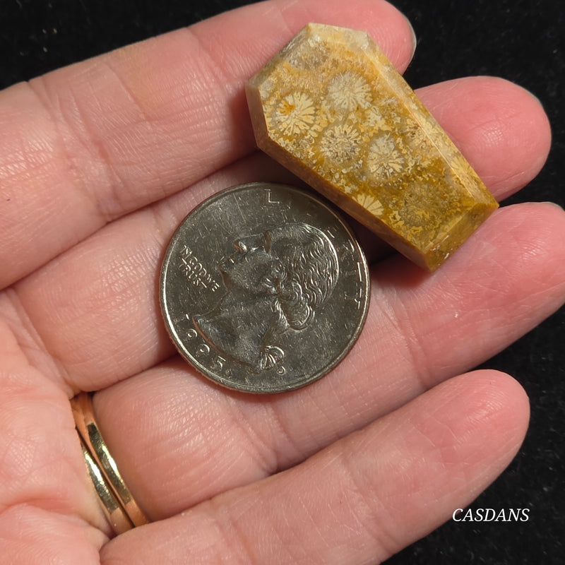 Coral Fossil Coffin