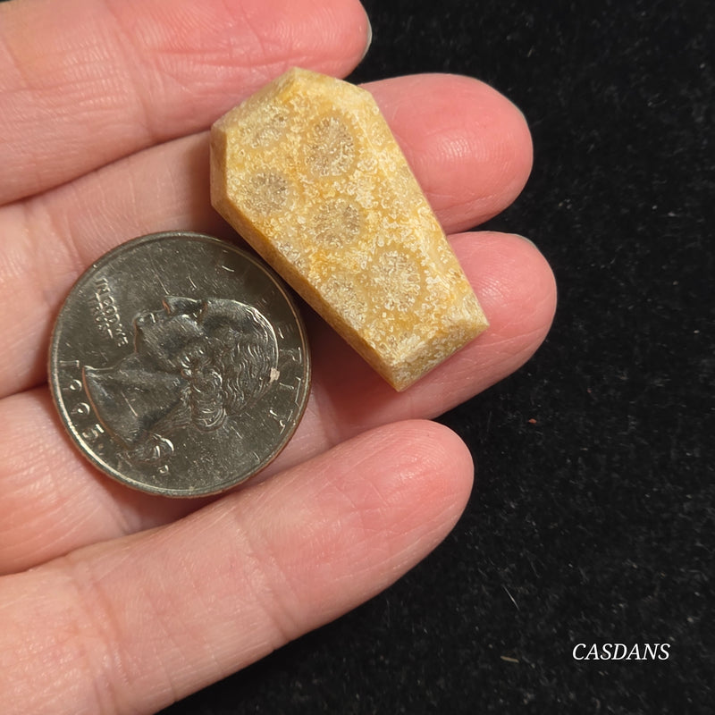 Coral Fossil Coffin