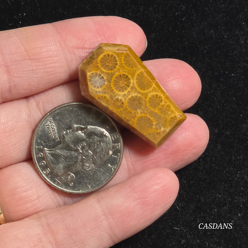 Coral Fossil Coffin