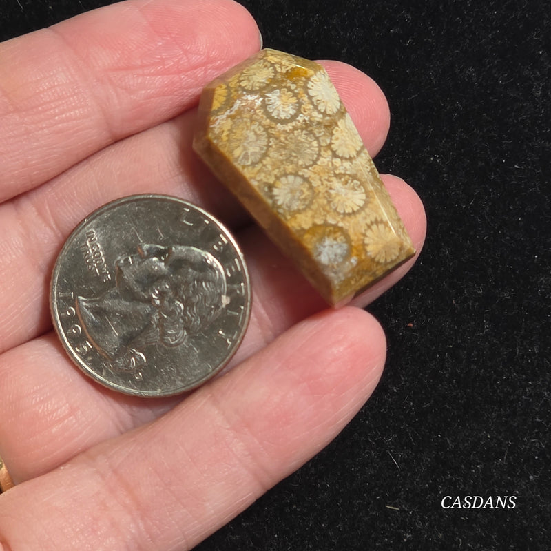 Coral Fossil Coffin