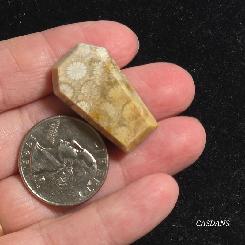 Coral Fossil Coffin