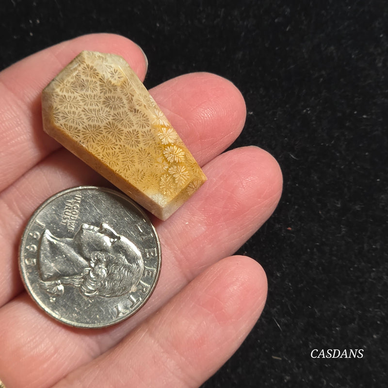 Coral Fossil Coffin