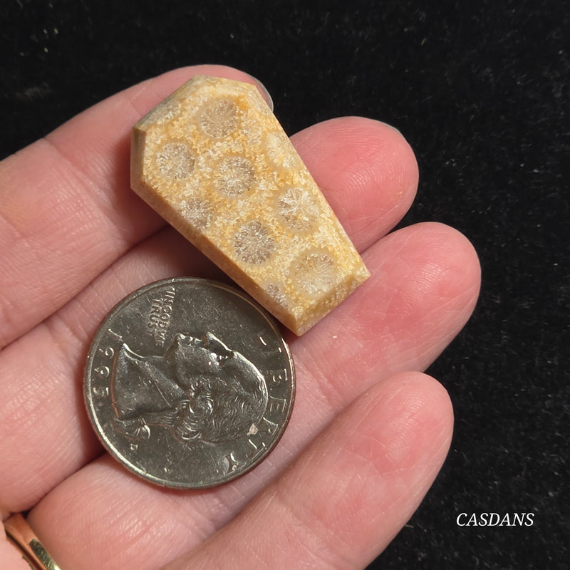 Coral Fossil Coffin