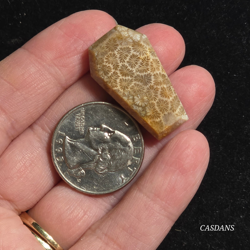 Coral Fossil Coffin