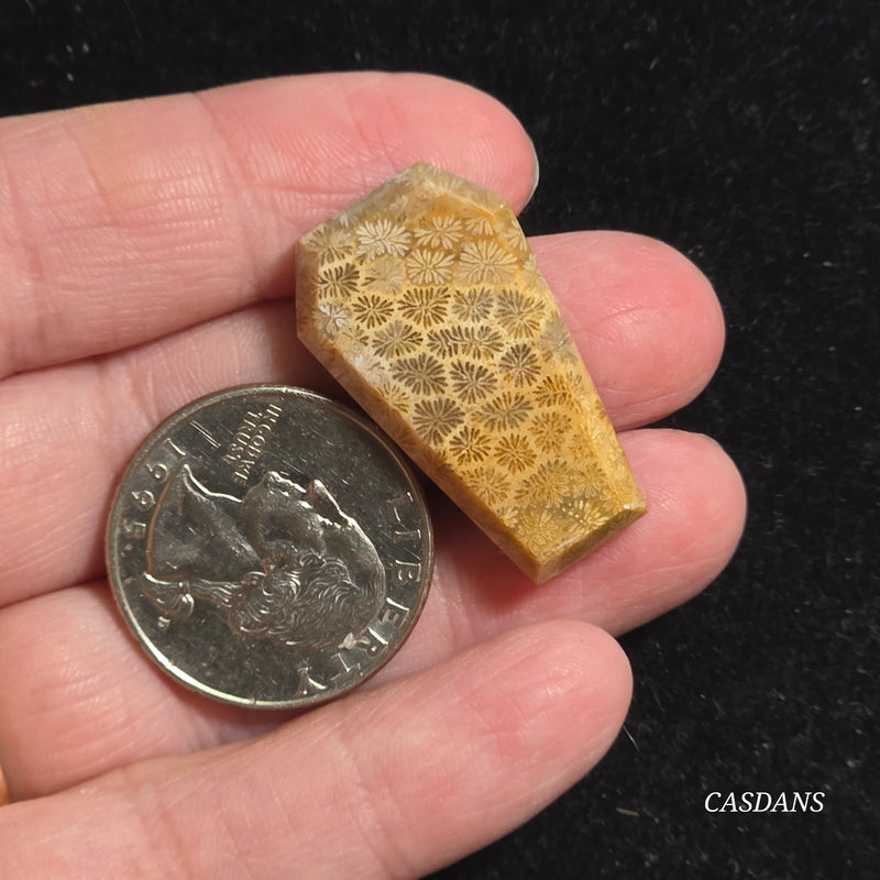 Coral Fossil Coffin