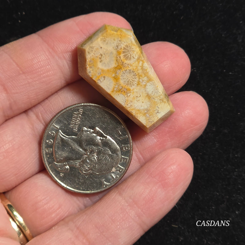 Coral Fossil Coffin