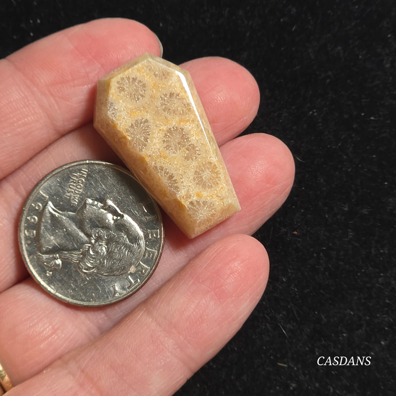 Coral Fossil Coffin