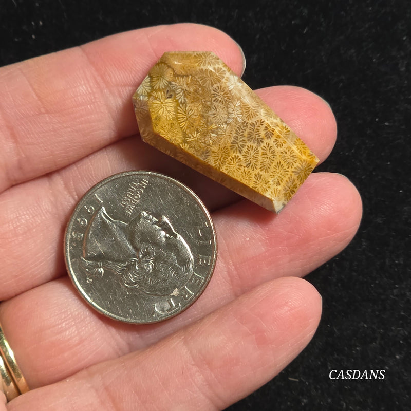 Coral Fossil Coffin