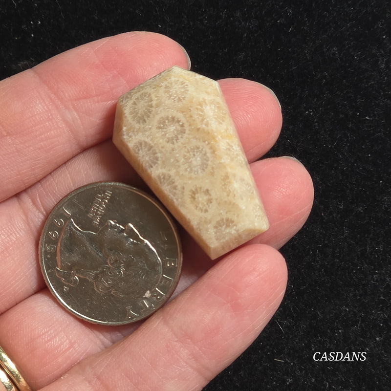 Coral Fossil Coffin