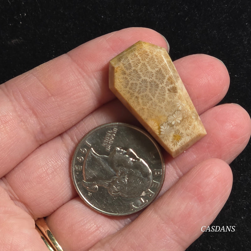 Coral Fossil Coffin