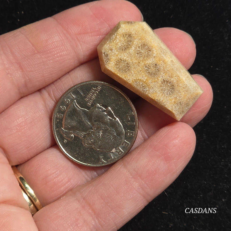 Coral Fossil Coffin