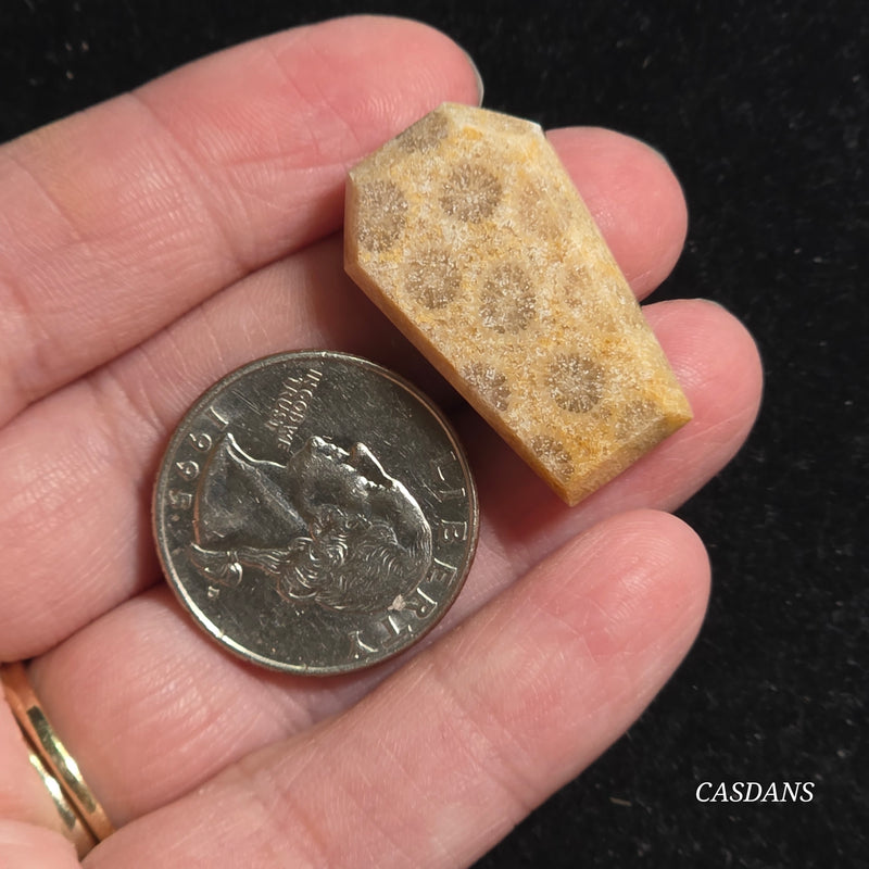Coral Fossil Coffin