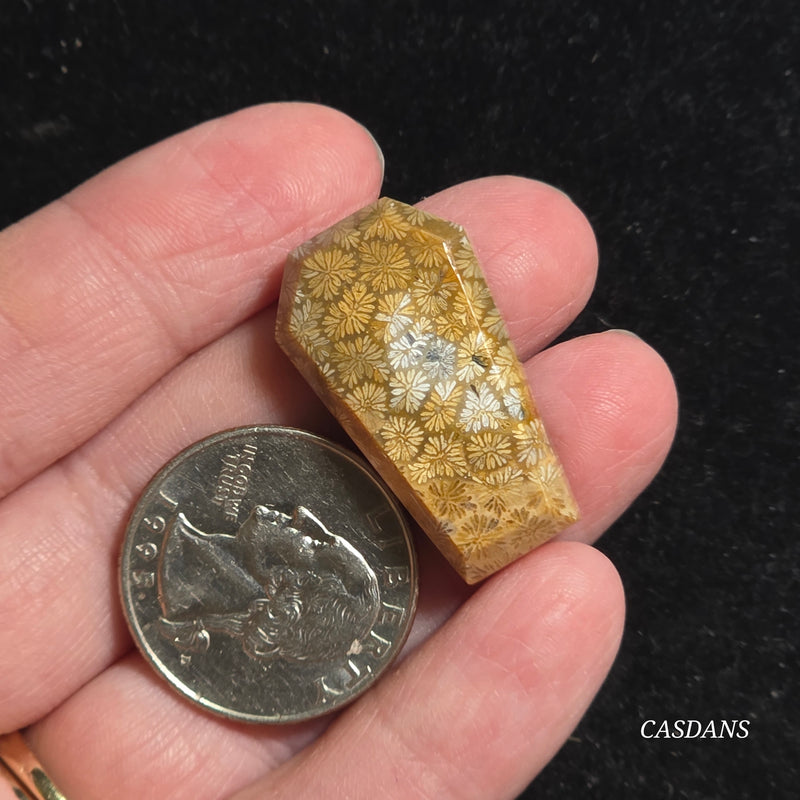 Coral Fossil Coffin