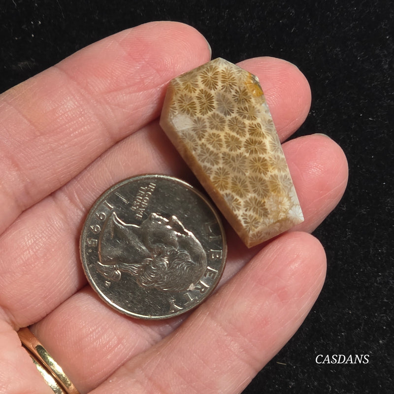 Coral Fossil Coffin