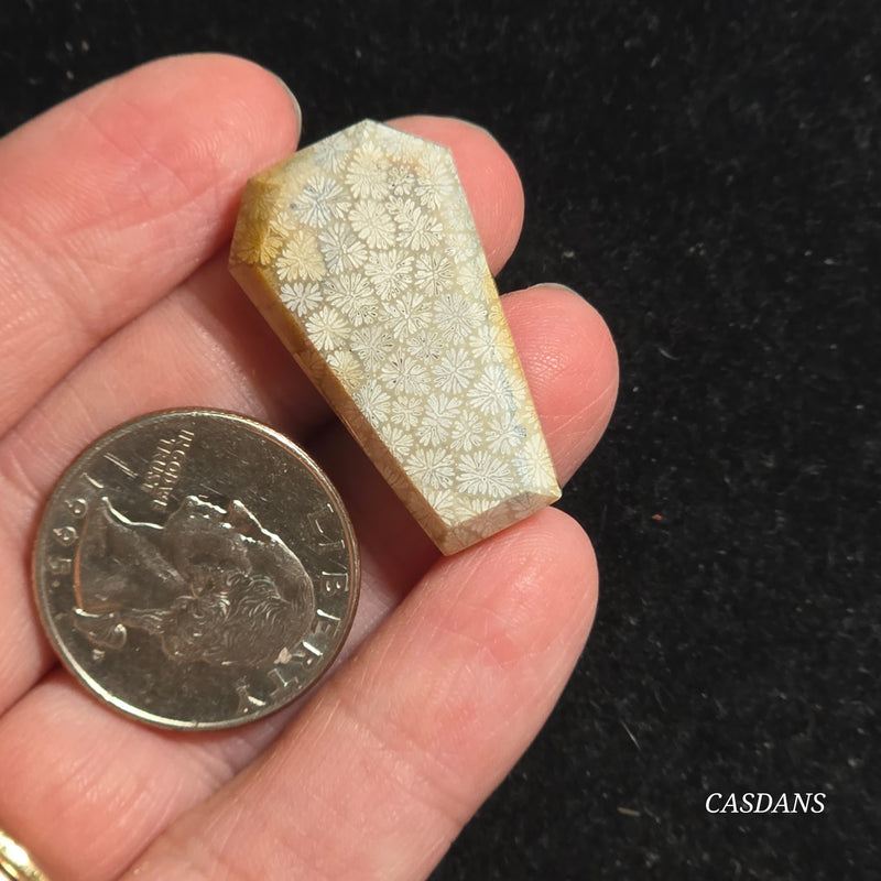 Coral Fossil Coffin