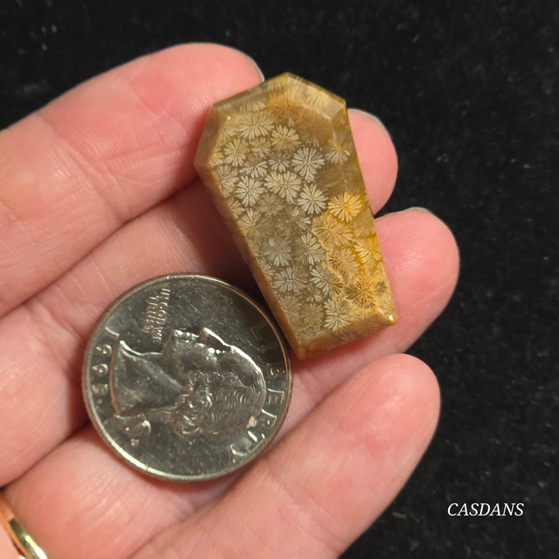 Coral Fossil Coffin