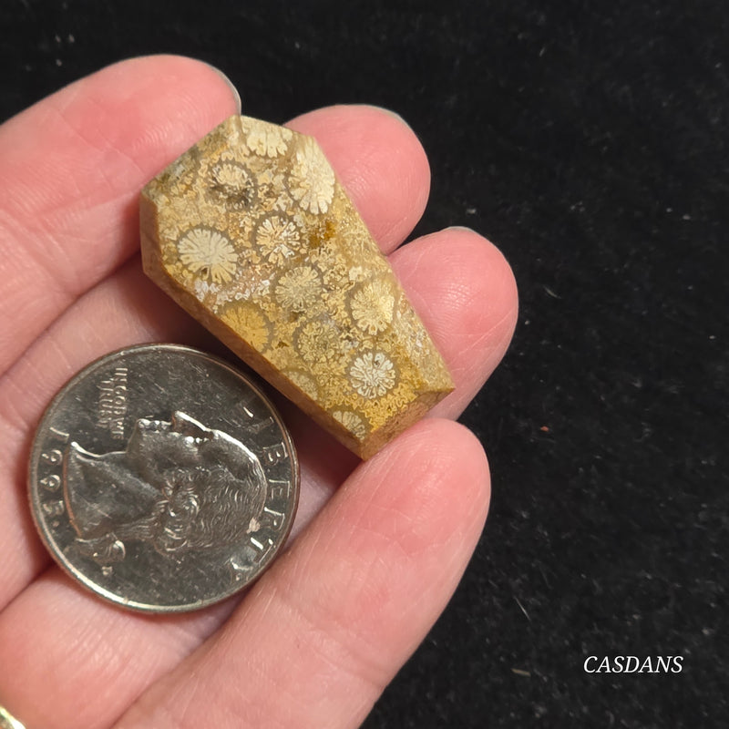 Coral Fossil Coffin