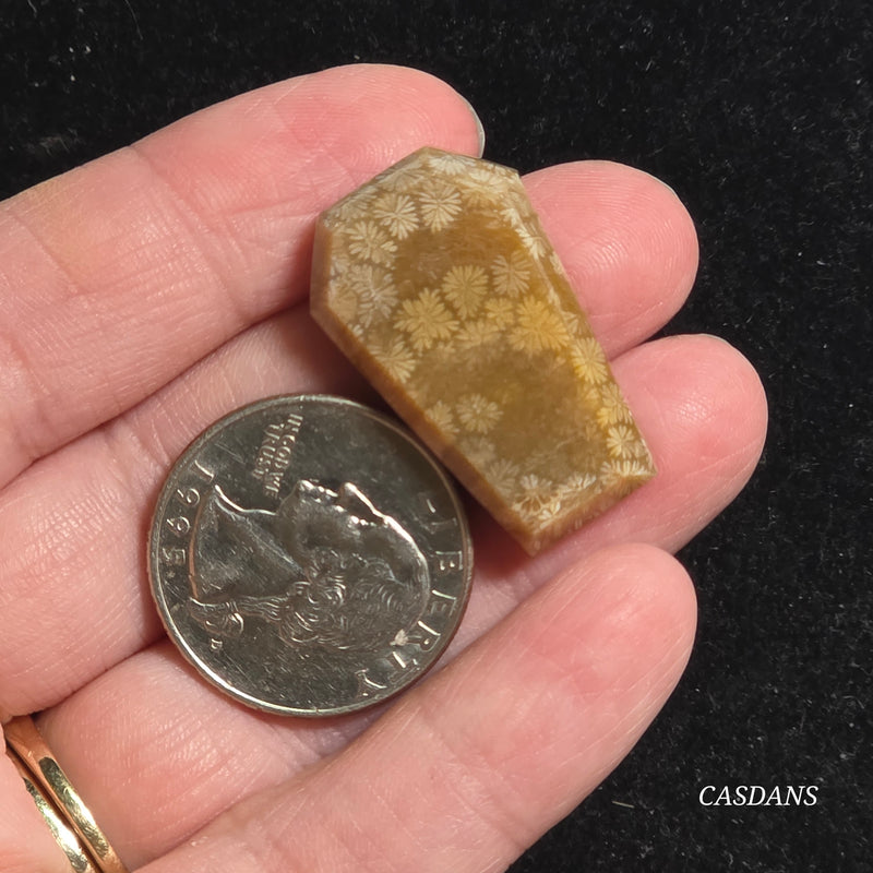 Coral Fossil Coffin
