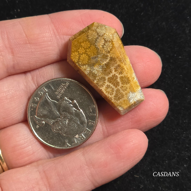 Coral Fossil Coffin