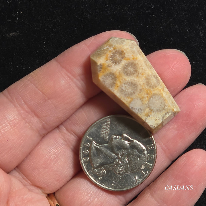 Coral Fossil Coffin