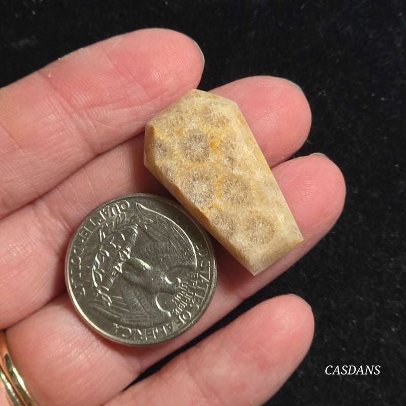 Coral Fossil Coffin