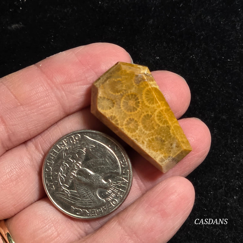 Coral Fossil Coffin