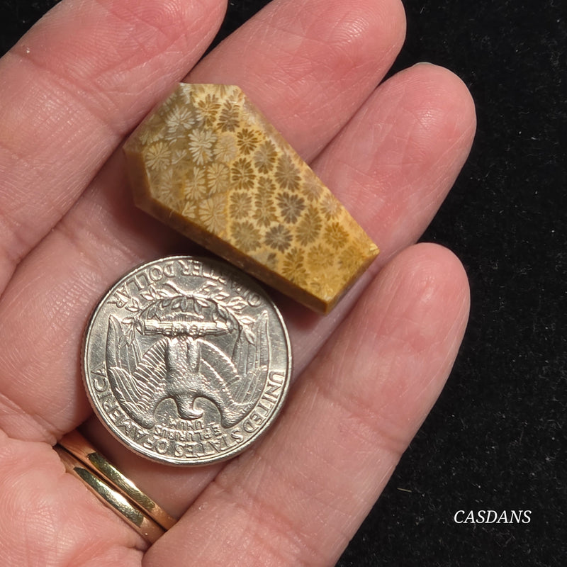 Coral Fossil Coffin