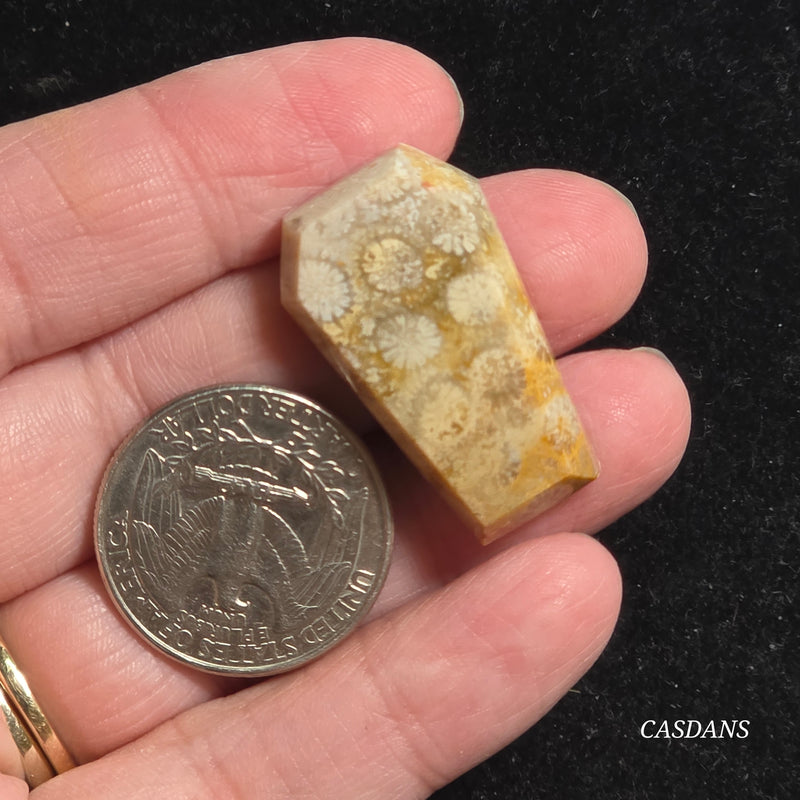 Coral Fossil Coffin