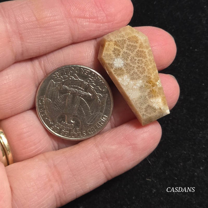 Coral Fossil Coffin