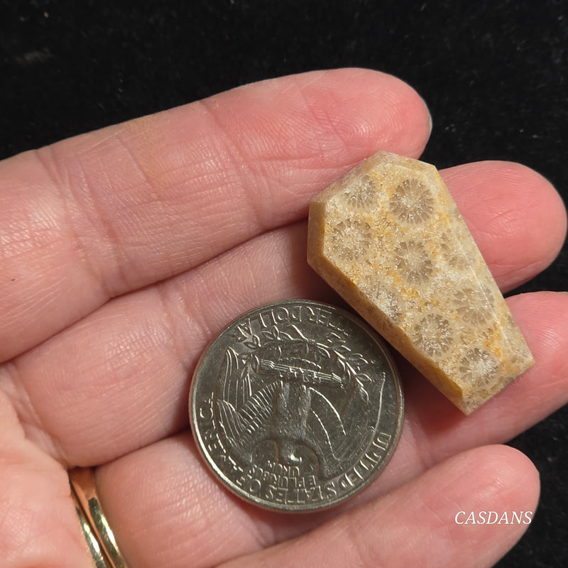 Coral Fossil Coffin