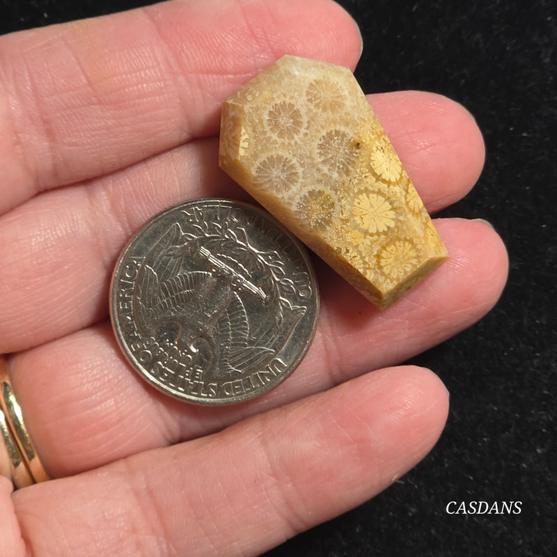 Coral Fossil Coffin