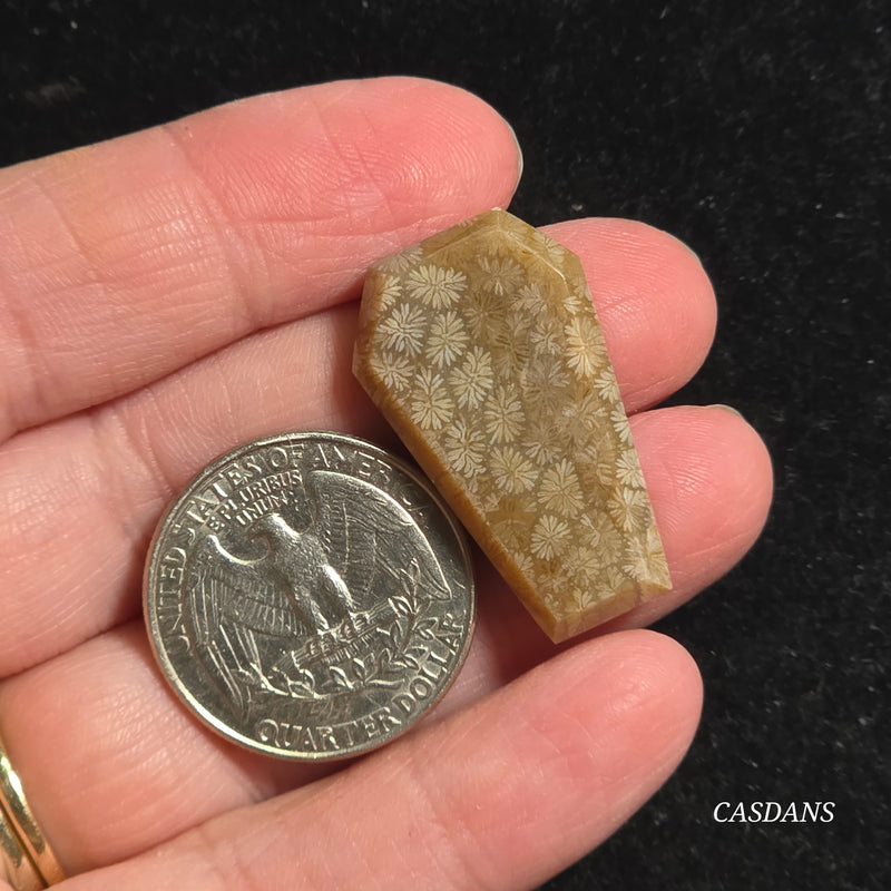 Coral Fossil Coffin
