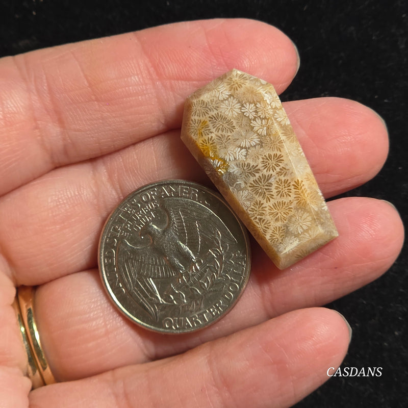 Coral Fossil Coffin