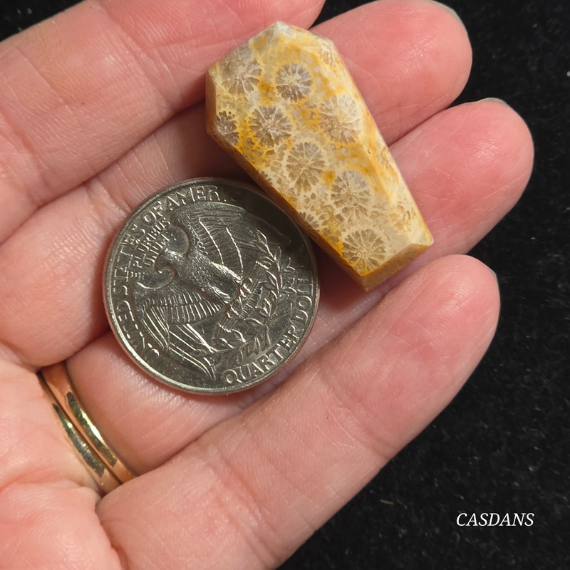 Coral Fossil Coffin