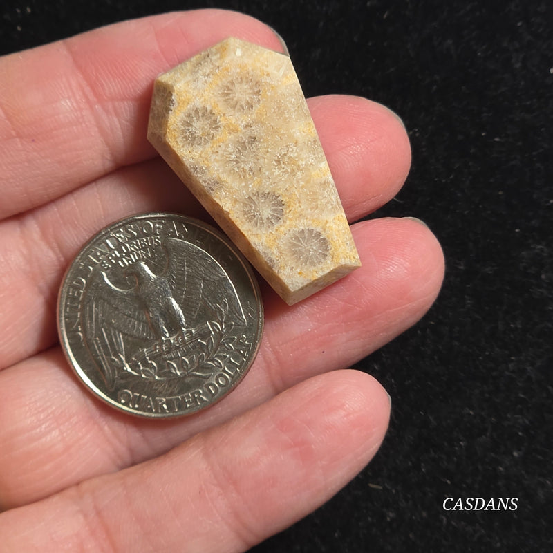 Coral Fossil Coffin