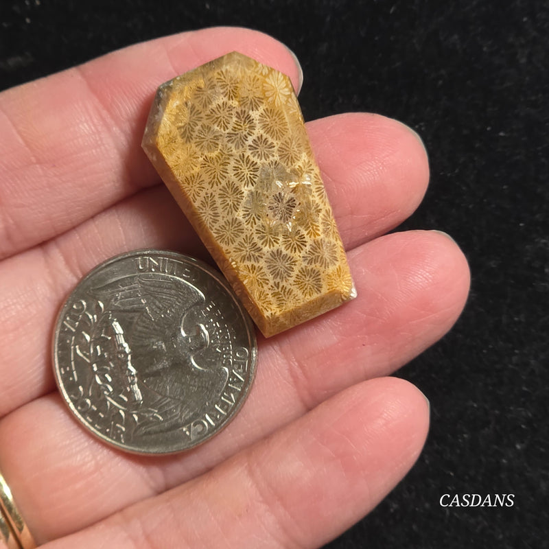Coral Fossil Coffin