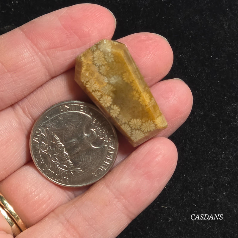 Coral Fossil Coffin