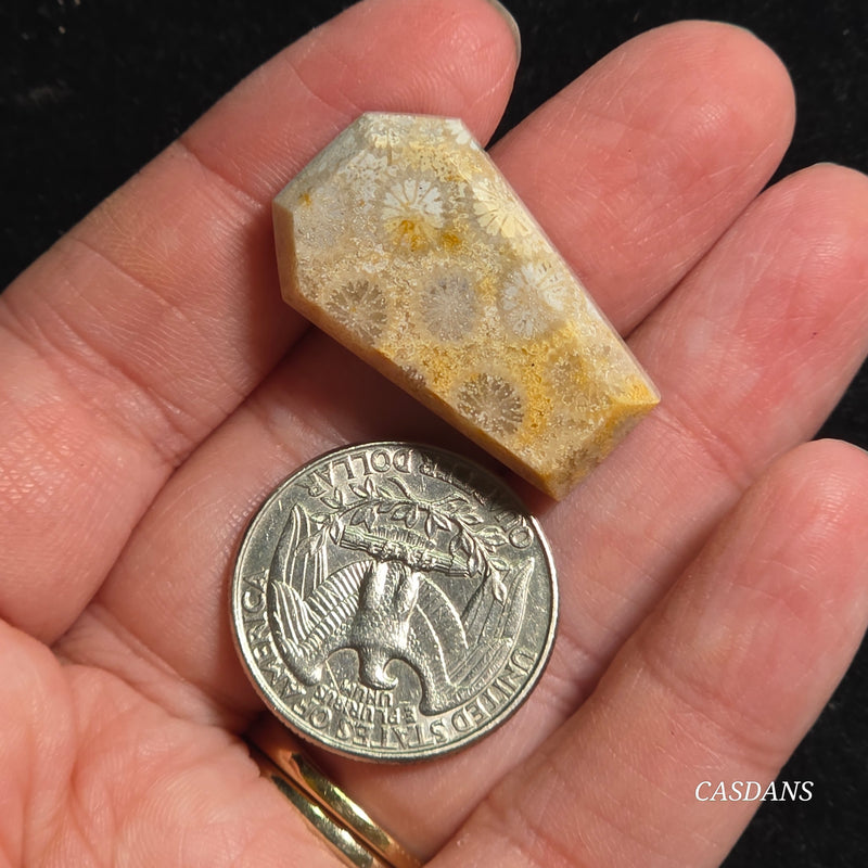 Coral Fossil Coffin