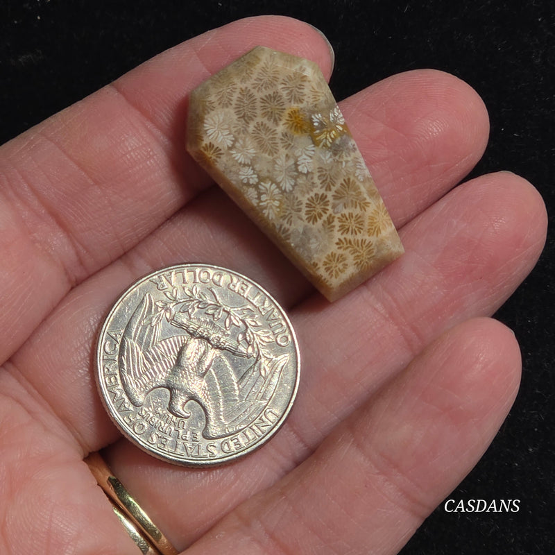 Coral Fossil Coffin