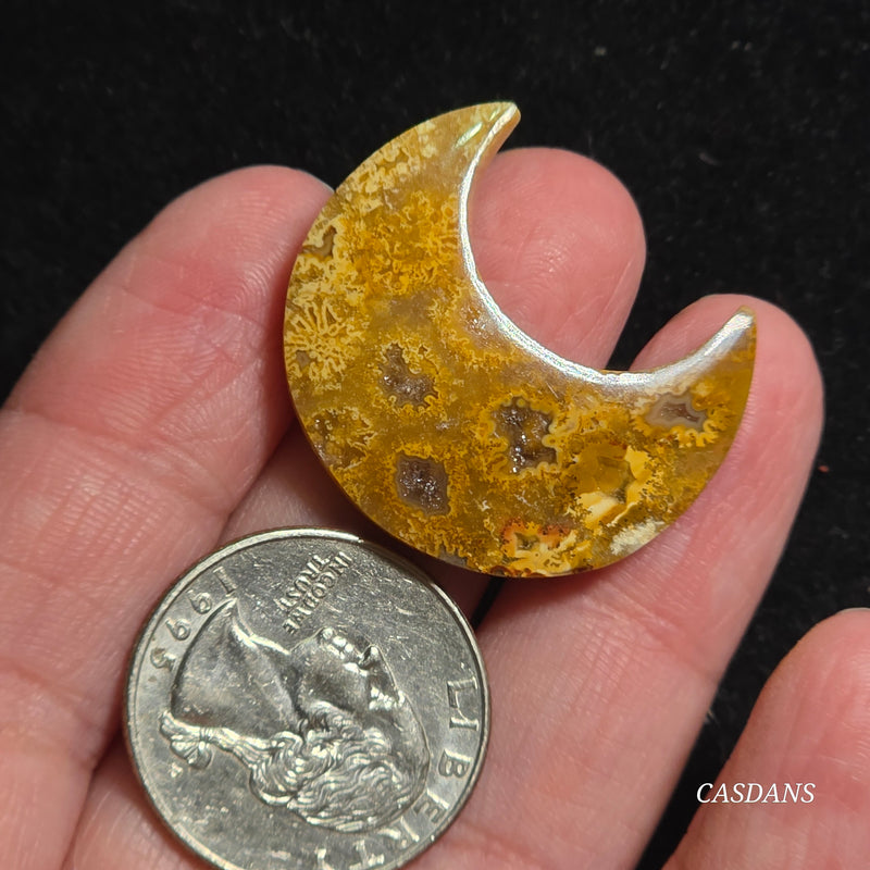 Coral Fossil Moon