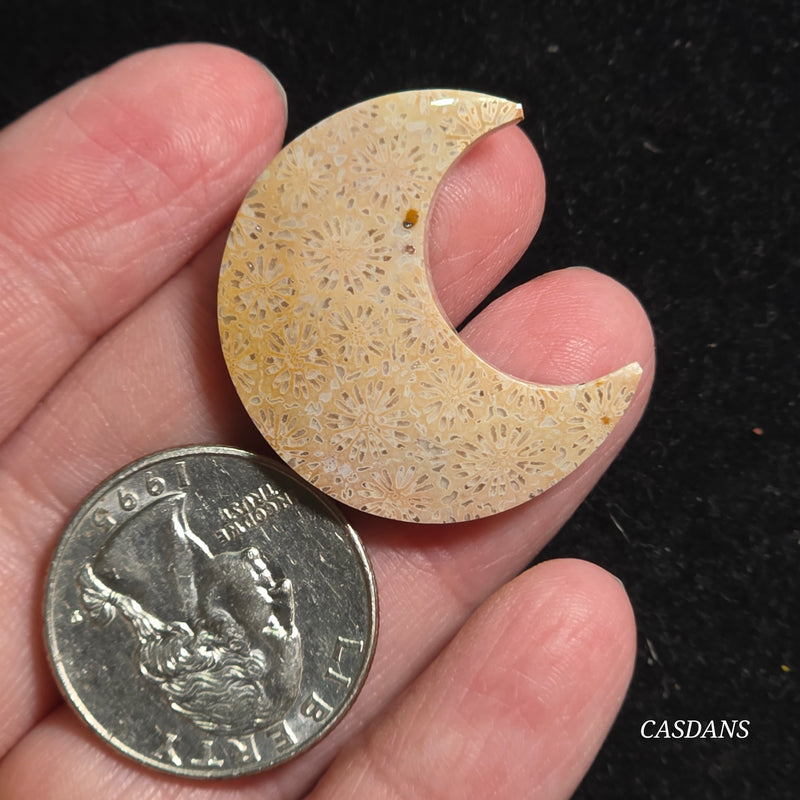 Coral Fossil Moon
